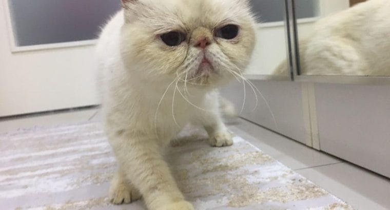 Dişi Exotic Shorthair kedimiz Mia’yı Sahiplendiriyoruz
