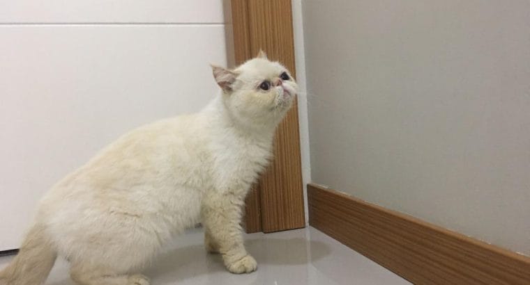 Dişi Exotic Shorthair kedimiz Mia’yı Sahiplendiriyoruz