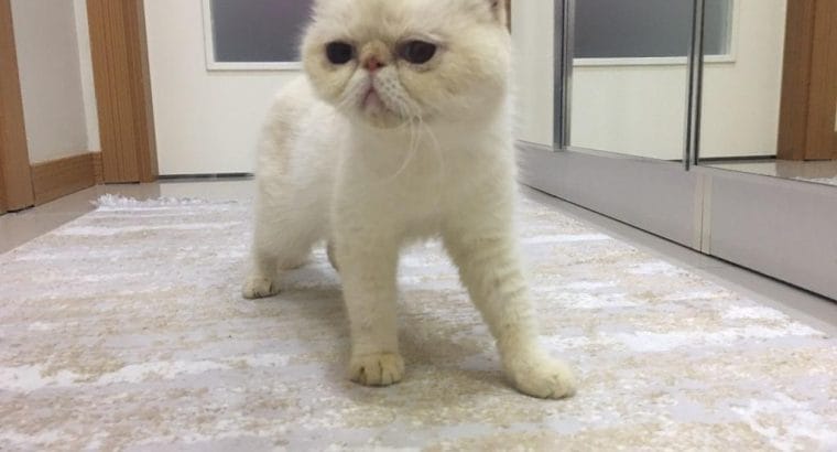 Dişi Exotic Shorthair kedimiz Mia’yı Sahiplendiriyoruz
