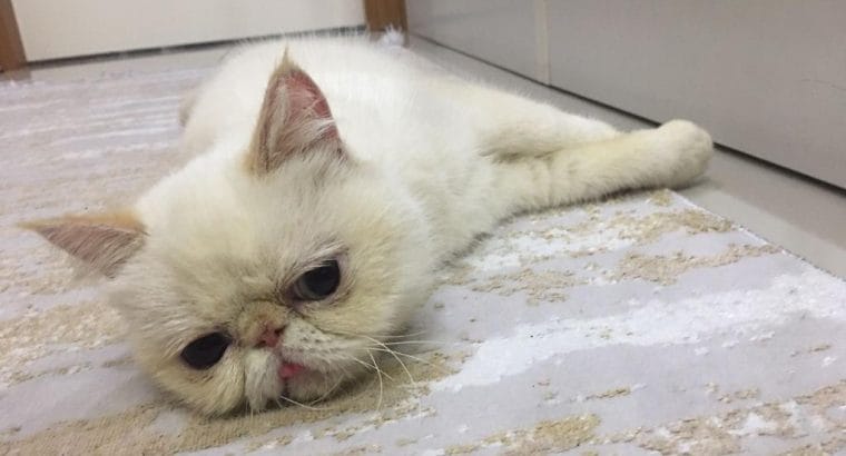 Dişi Exotic Shorthair kedimiz Mia’yı Sahiplendiriyoruz