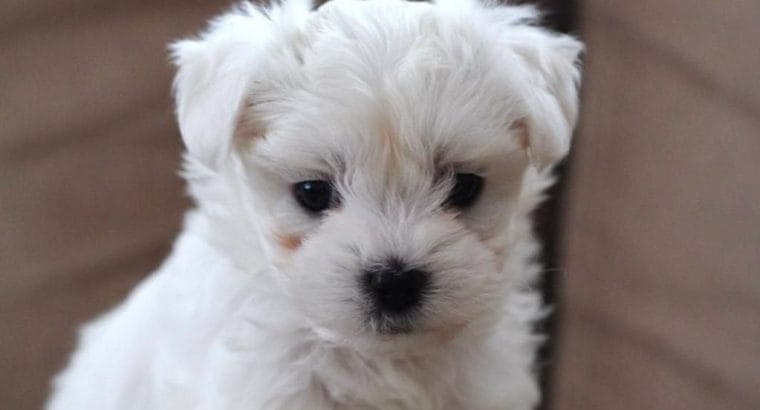 Ev üretimi Maltese Terrier Yavrular