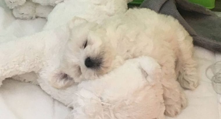 Ev üretimi Maltese Terrier Yavrular