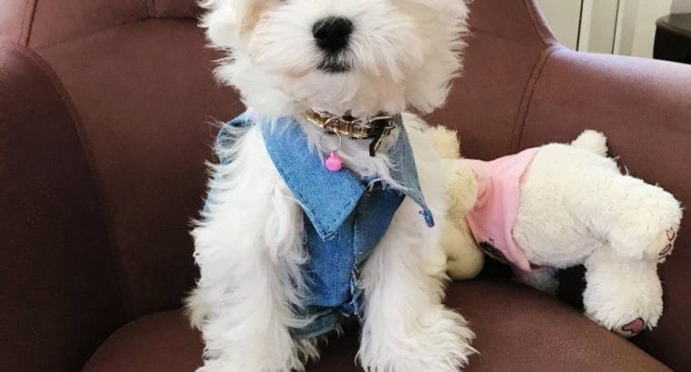 Ev üretimi Maltese Terrier Yavrular