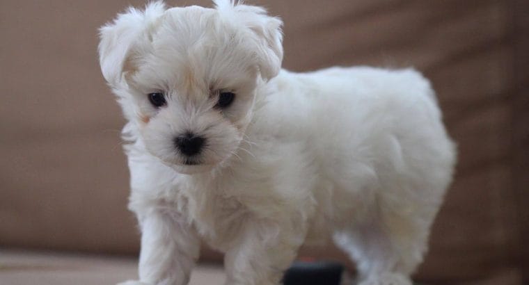 Ev üretimi Maltese Terrier Yavrular