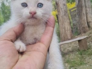 DİŞİ İKİ AYLIK VAN KEDİSİ Sahiplendirme