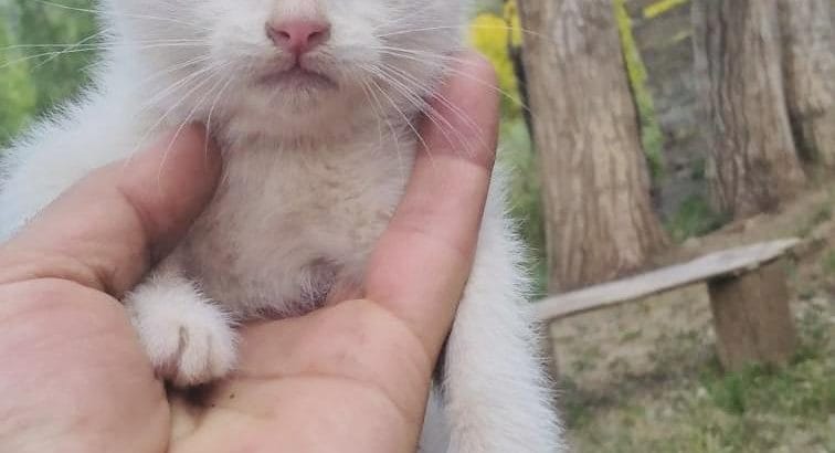 DİŞİ İKİ AYLIK VAN KEDİSİ Sahiplendirme