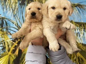 IRK VE SAĞLIK GARANTİLİ Golden Retriever Yavrular