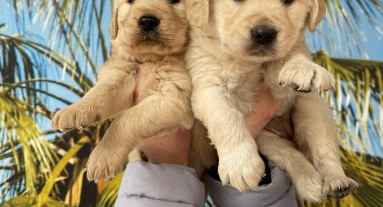 IRK VE SAĞLIK GARANTİLİ Golden Retriever Yavrular