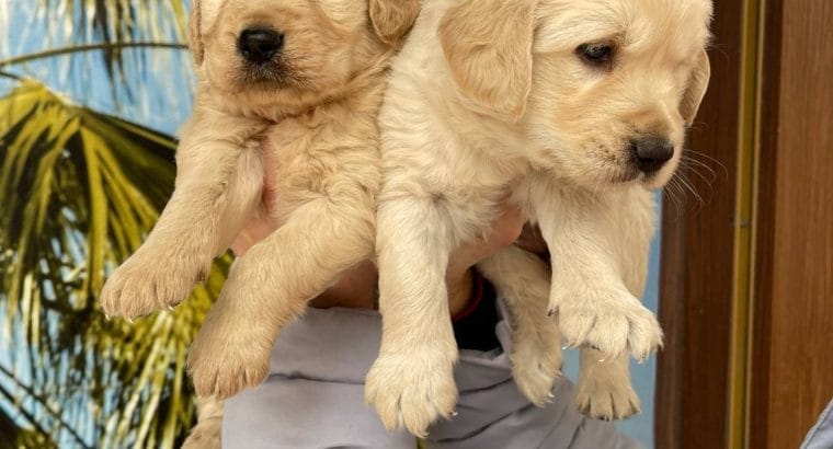 IRK VE SAĞLIK GARANTİLİ Golden Retriever Yavrular