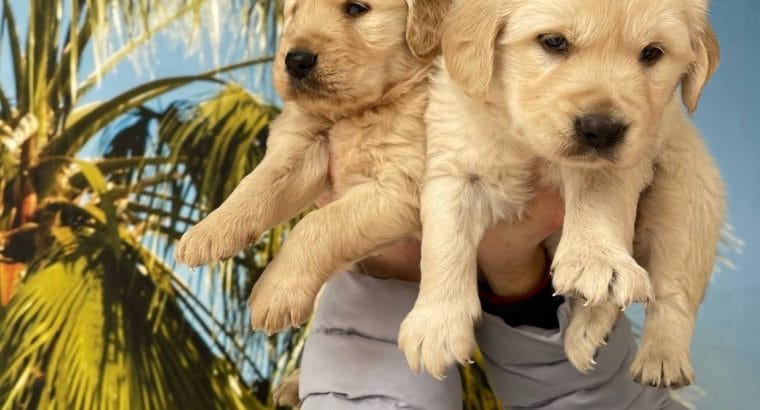 IRK VE SAĞLIK GARANTİLİ Golden Retriever Yavrular