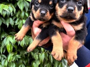 Koca kafa küt burun, ırk garantili Rottweiler yavrularım