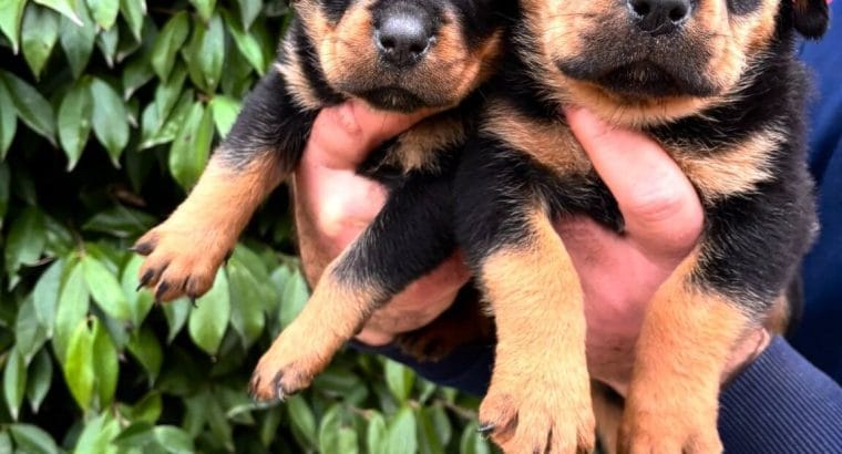Koca kafa küt burun, ırk garantili Rottweiler yavrularım