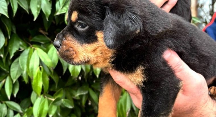 Koca kafa küt burun, ırk garantili Rottweiler yavrularım