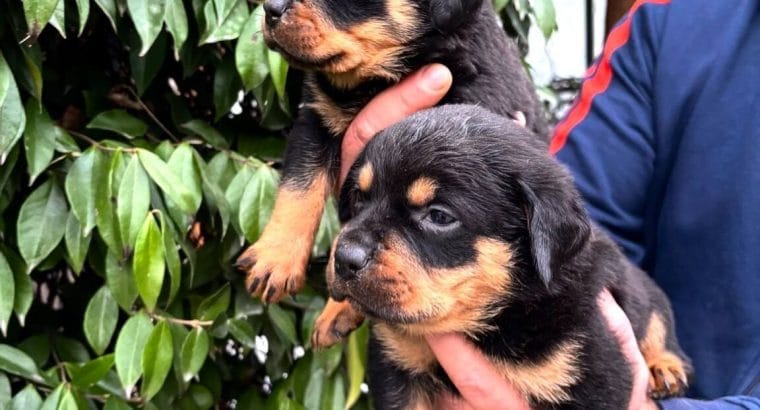 Koca kafa küt burun, ırk garantili Rottweiler yavrularım
