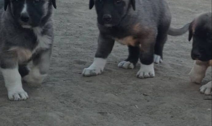 Kaliteli kangal yavruları