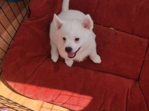 yavru spitz 1.5 aylık