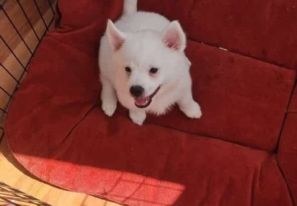 yavru spitz 1.5 aylık