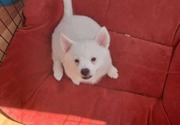 yavru spitz 1.5 aylık