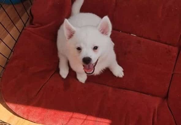 yavru spitz 1.5 aylık