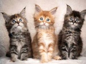Dev Kedi̇ Mai̇ne Coon Yavruları