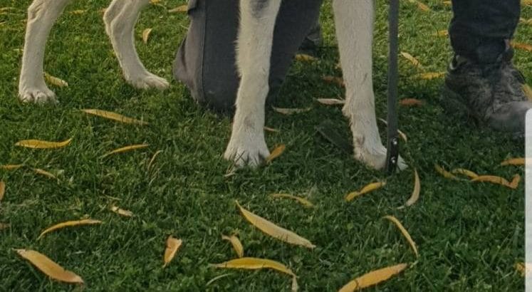 Maviş gözlü Safkan Husky minikler