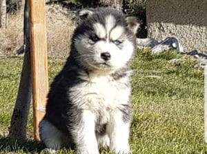 Maviş gözlü Safkan Husky minikler