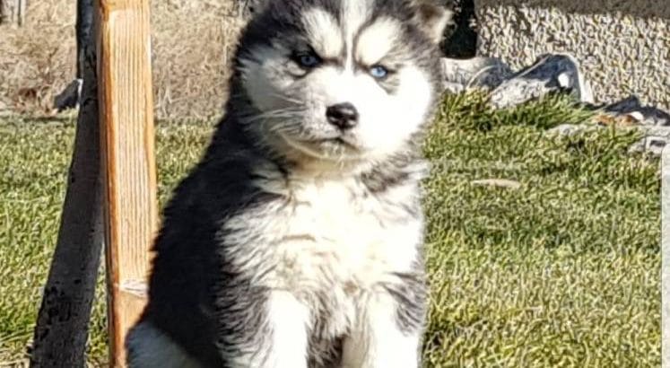 Maviş gözlü Safkan Husky minikler