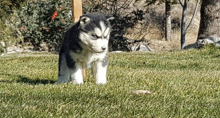 Maviş gözlü Safkan Husky minikler