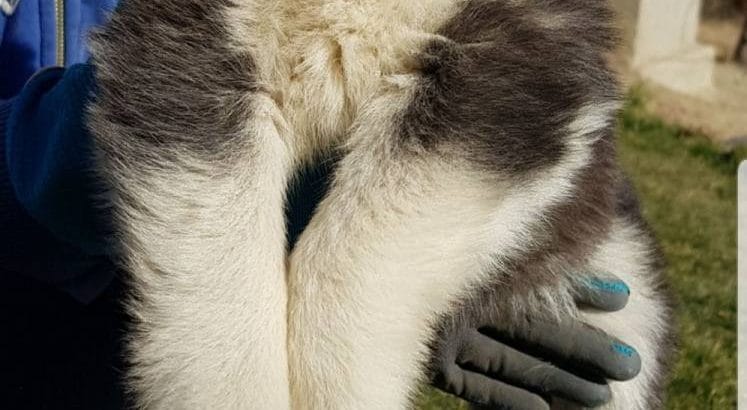 Maviş gözlü Safkan Husky minikler