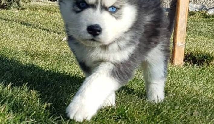 Maviş gözlü Safkan Husky minikler