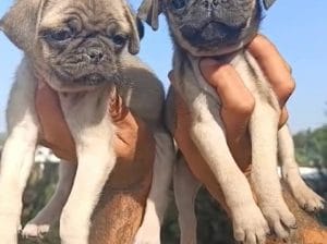 SEVİMLİ PUG BEBEKLERİM