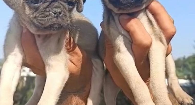 SEVİMLİ PUG BEBEKLERİM
