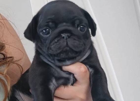 SEVİMLİ PUG BEBEKLERİM
