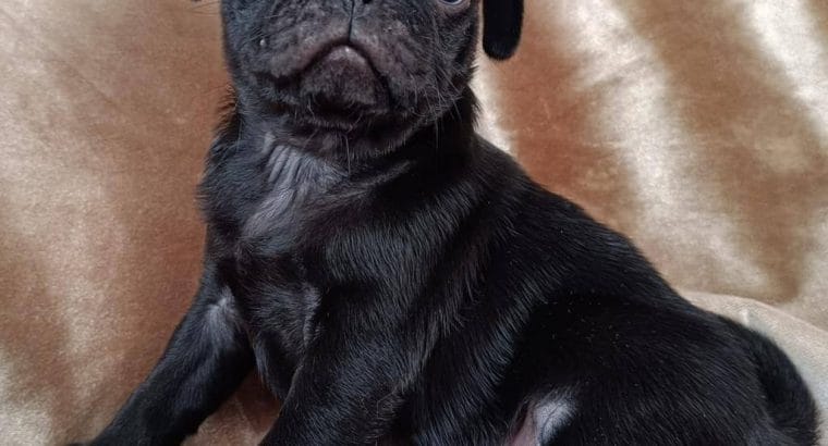 SEVİMLİ PUG BEBEKLERİM