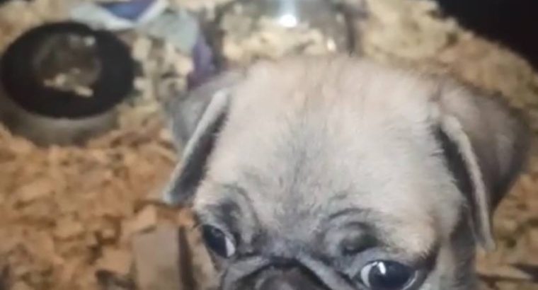 SEVİMLİ PUG BEBEKLERİM