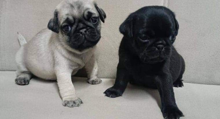 SEVİMLİ PUG BEBEKLERİM