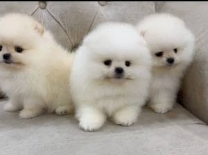 TEACUP ORİJİNAL Pomeranian Boo Yavruları
