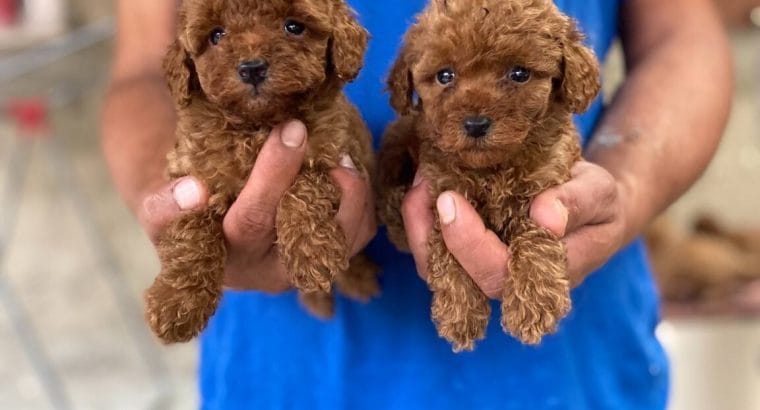 RED TOY POODLE YAVRULARI
