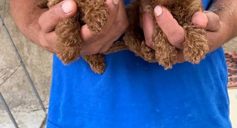 RED TOY POODLE YAVRULARI