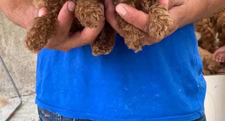 RED TOY POODLE YAVRULARI