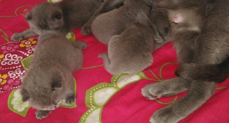 4 ADET İKİ AYLIK RUSSİAN BLUE YAVRULARIMIZ