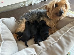 Satılık Yorkshire terrier saf ırk