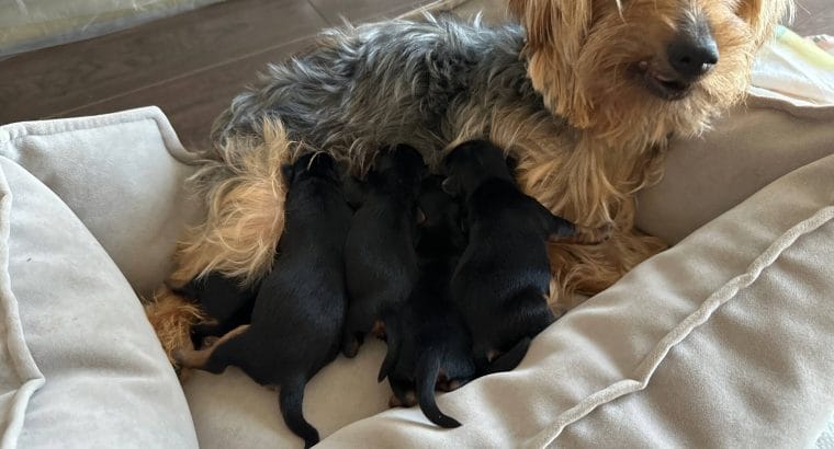 Satılık Yorkshire terrier saf ırk