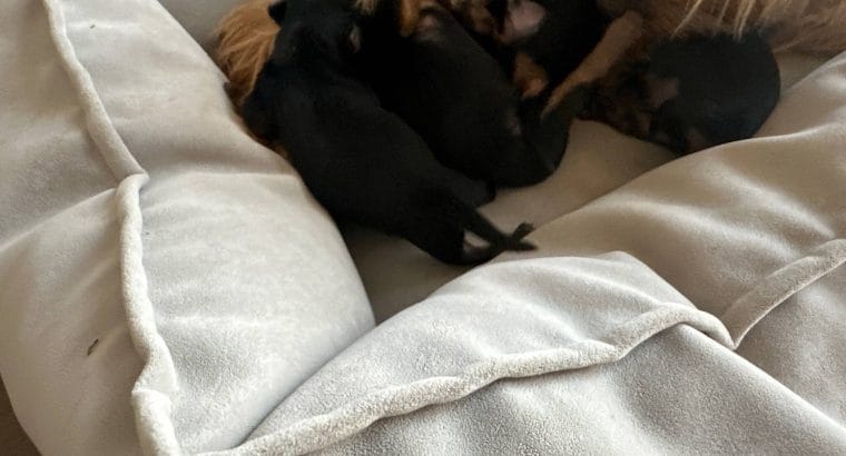 Satılık Yorkshire terrier saf ırk