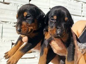 Irk Ve Sağlık Garantili Doberman Yavrular