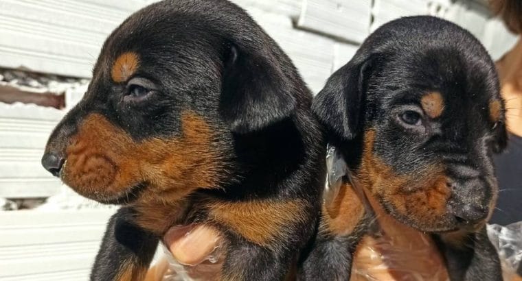 Irk Ve Sağlık Garantili Doberman Yavrular