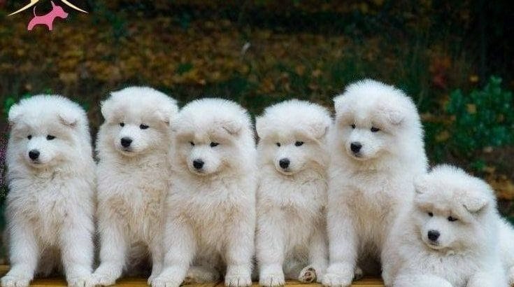 Samoyed bebeklerimiz