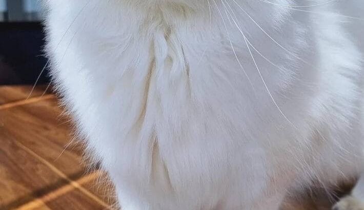 Şecereli British shorthair Yavrular