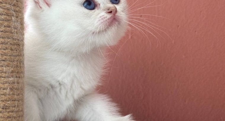 Şecereli British shorthair Yavrular