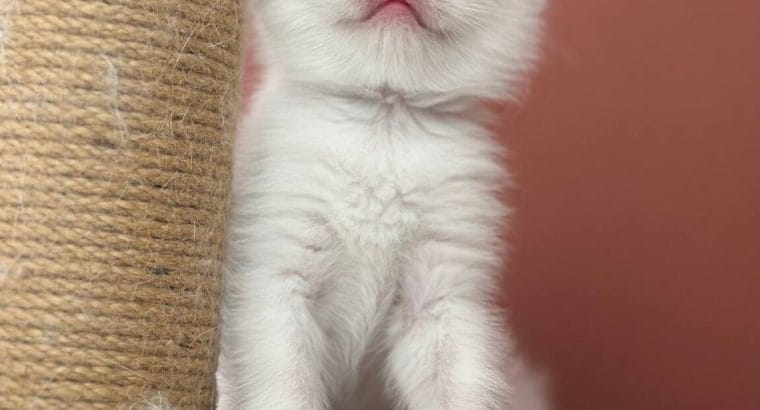 Şecereli British shorthair Yavrular